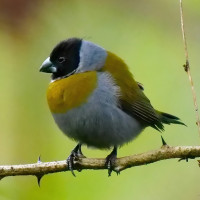 White-collared Oliveback